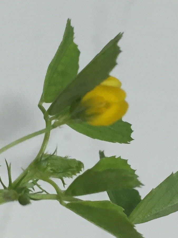 Medicago orbicularis