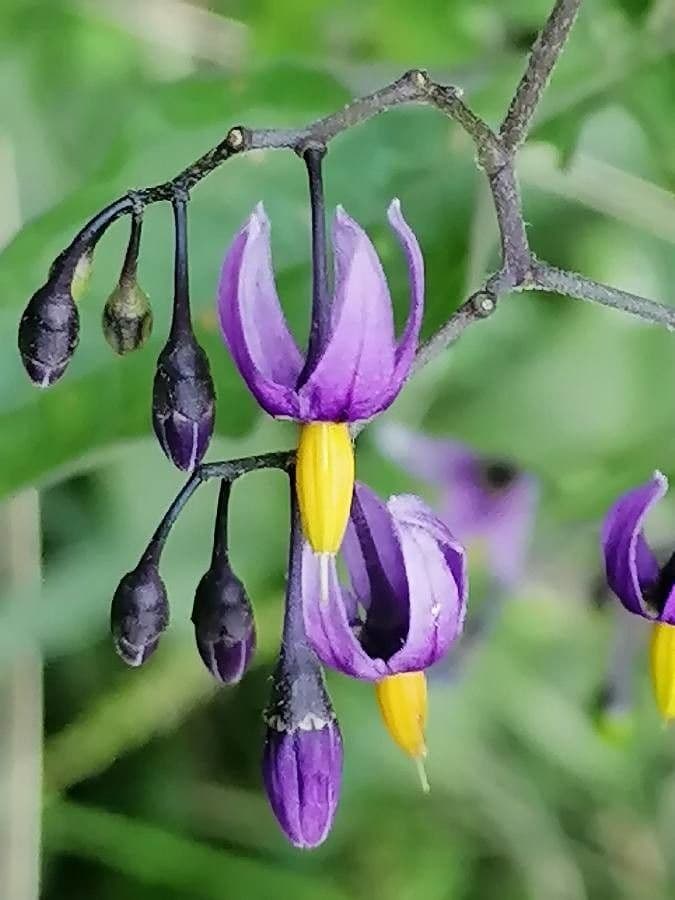 Solanum dulcamara