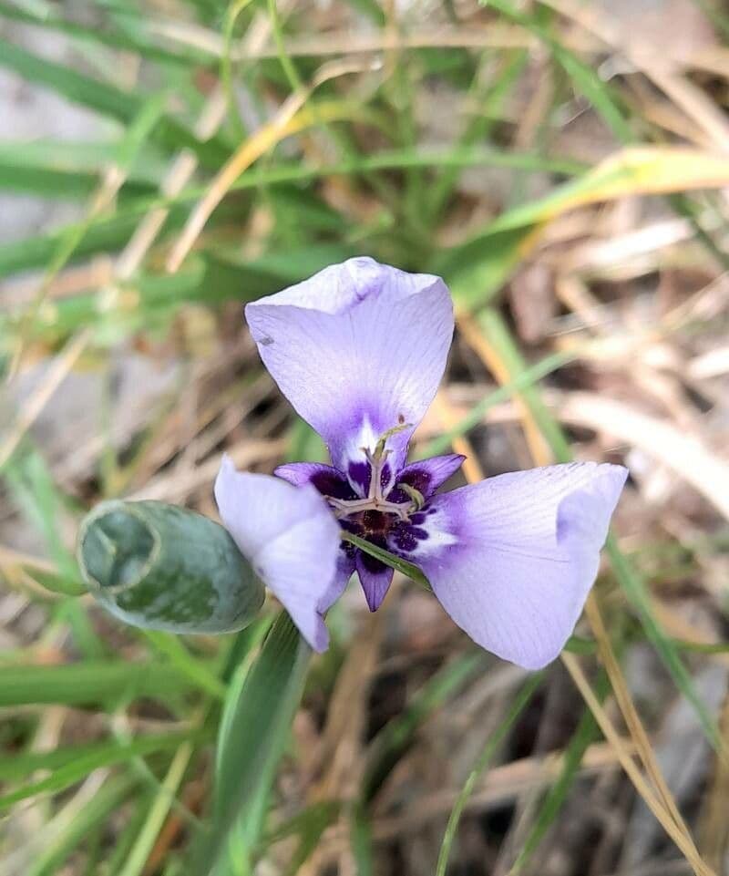 Herbertia lahue