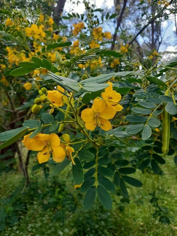 How To Grow Senna multiglandulosa | EarthOne