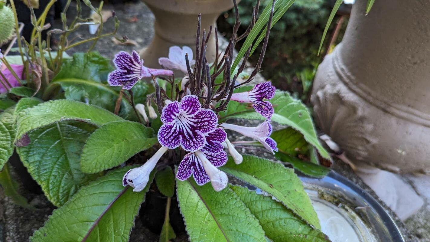 Streptocarpus albus