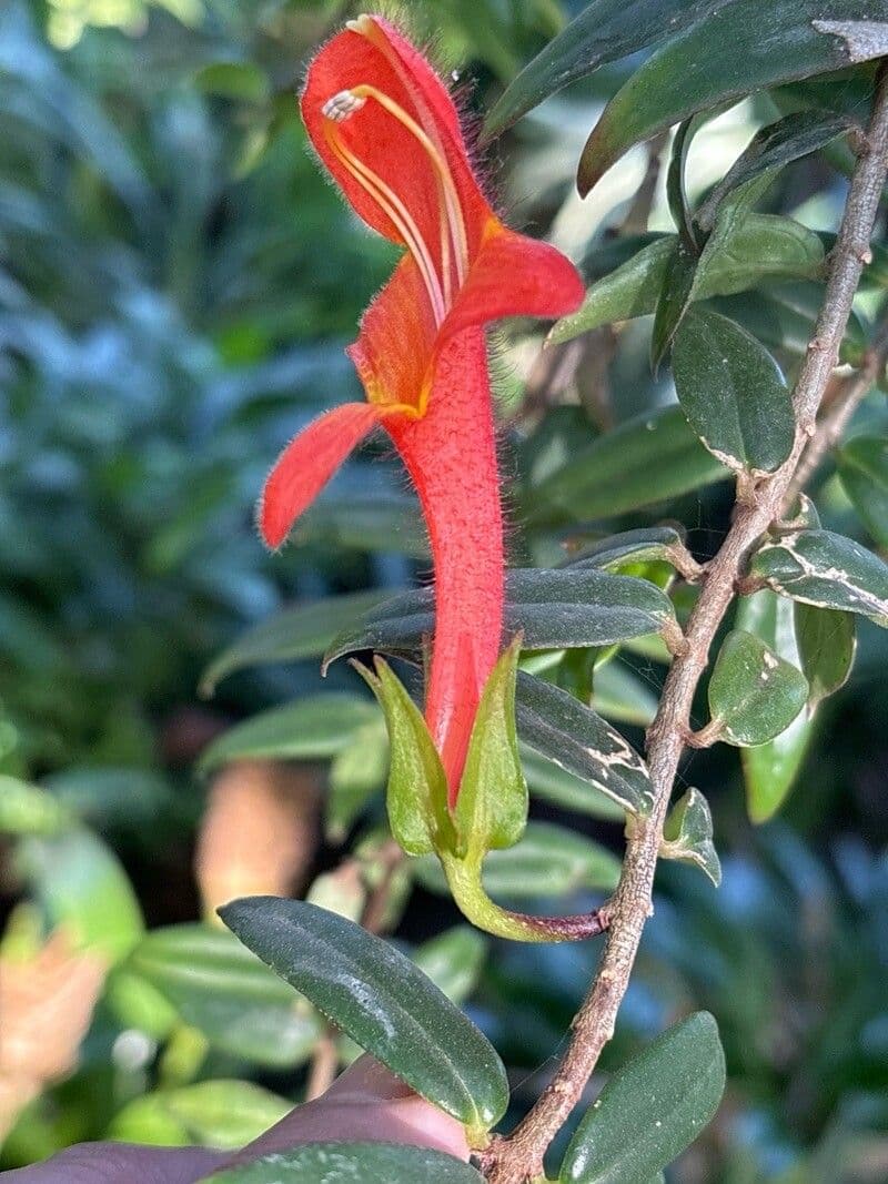 Columnea hirta