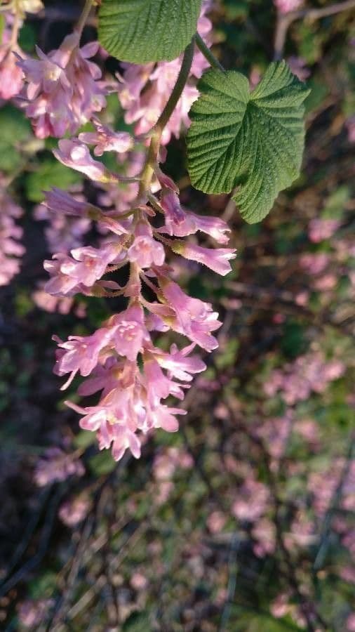 Ribes sanguineum