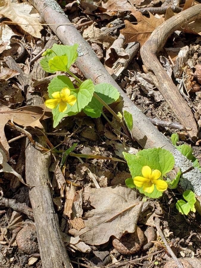 Viola glabella