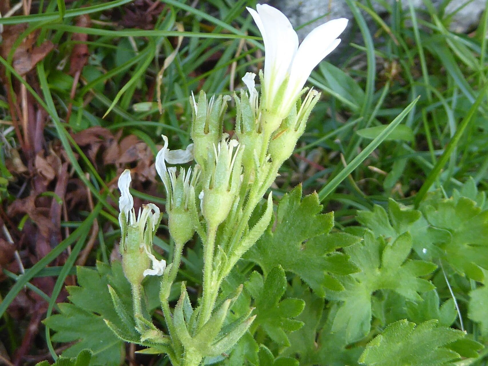 Saxifraga geranioides