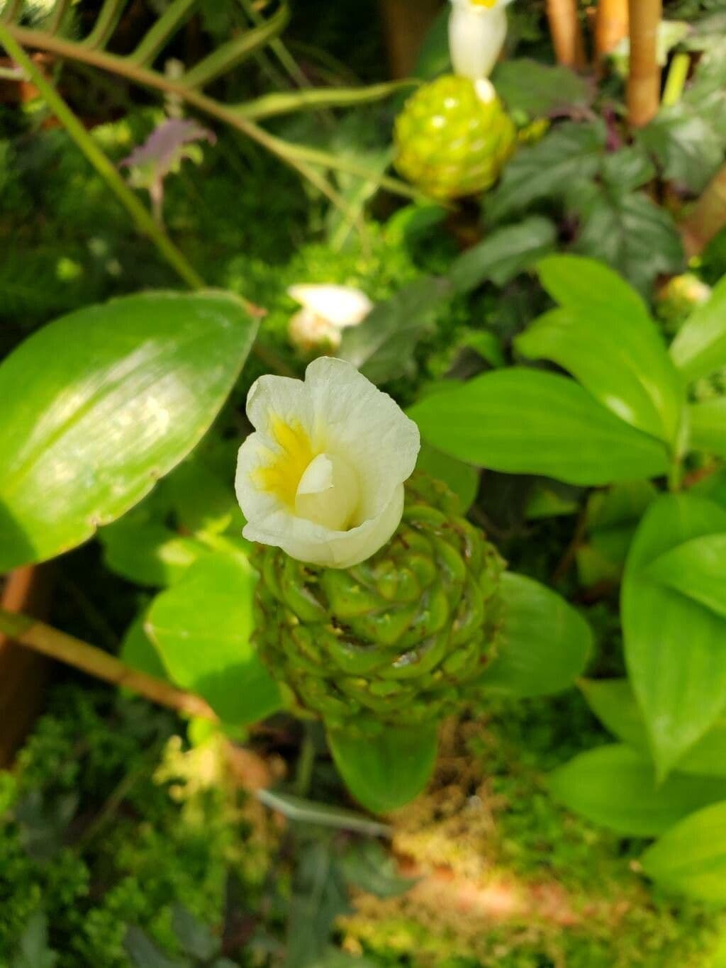 Tapeinochilos ananassae