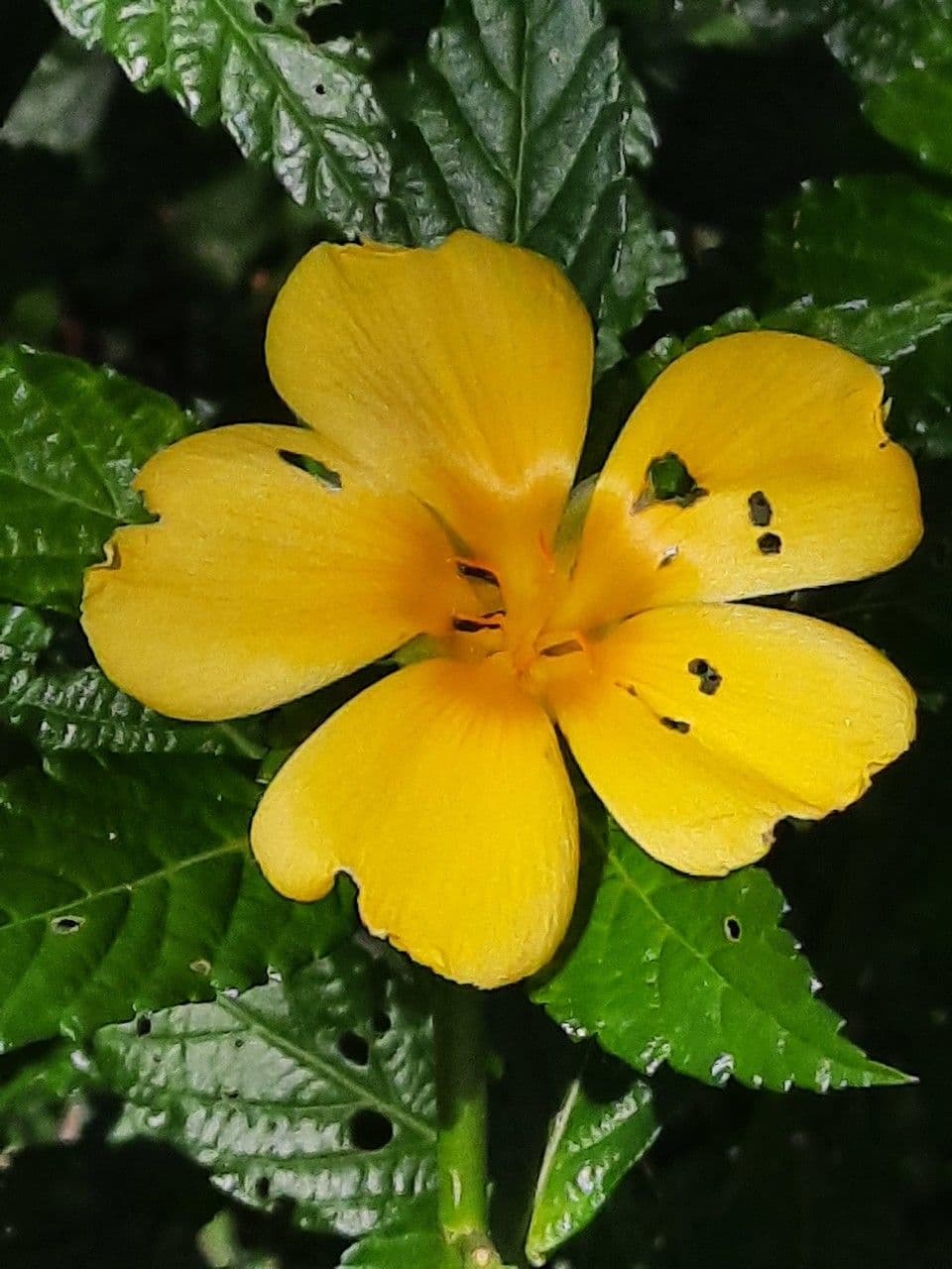 Turnera ulmifolia