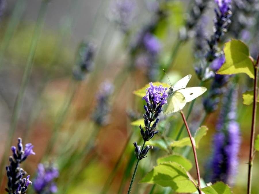 Lavandula latifolia