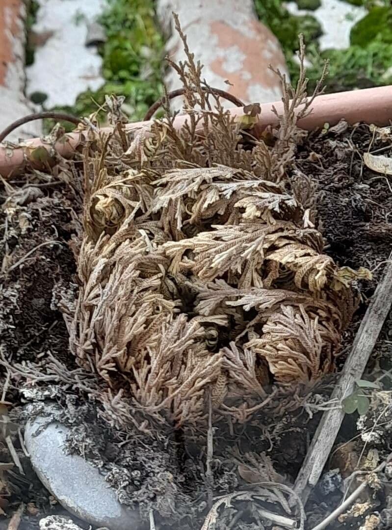 Selaginella lepidophylla