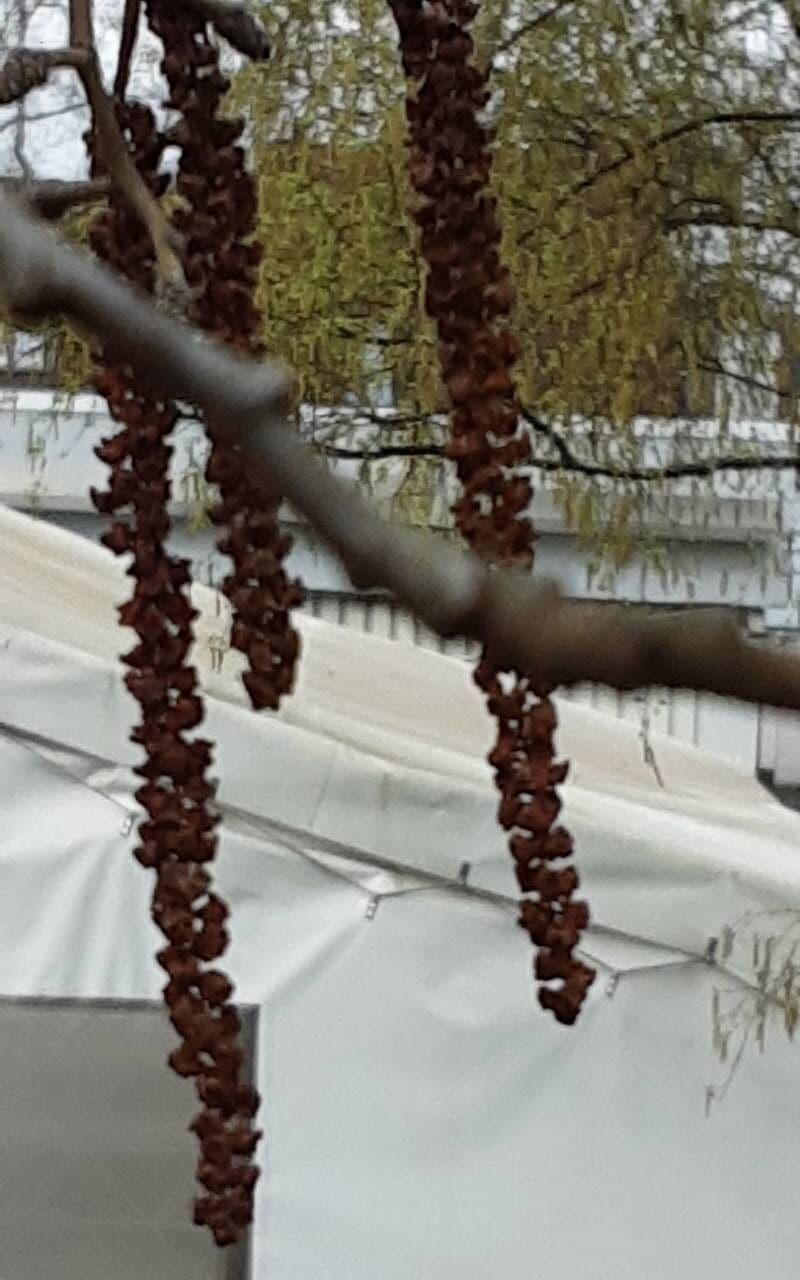 Alnus incana