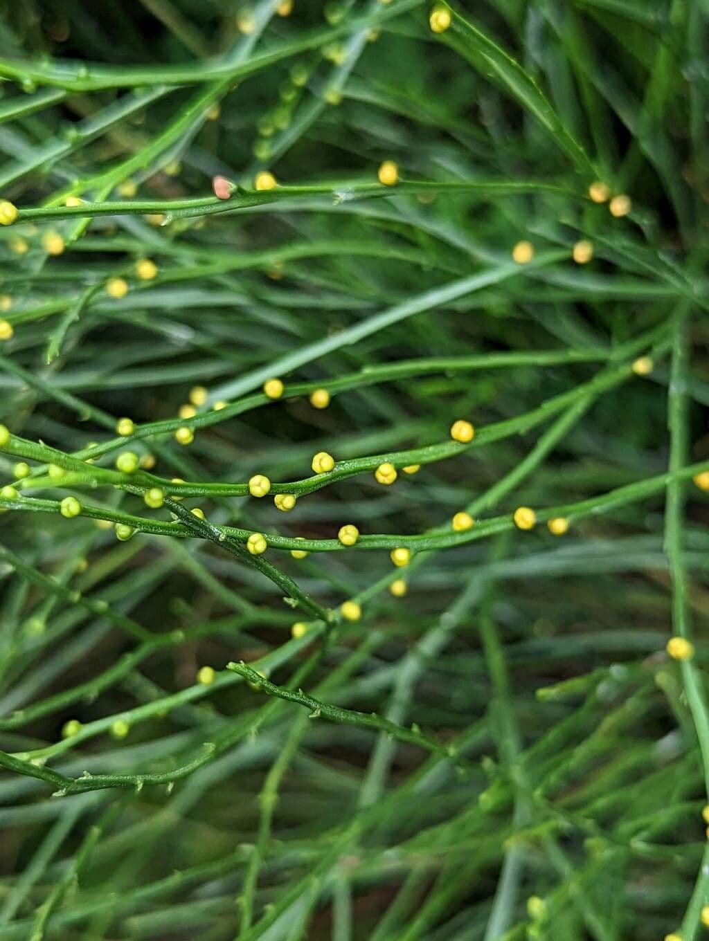 Psilotum nudum