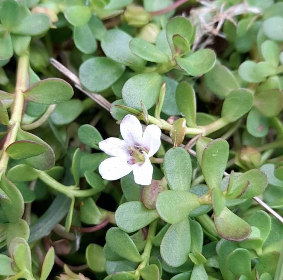 Bacopa monnieri