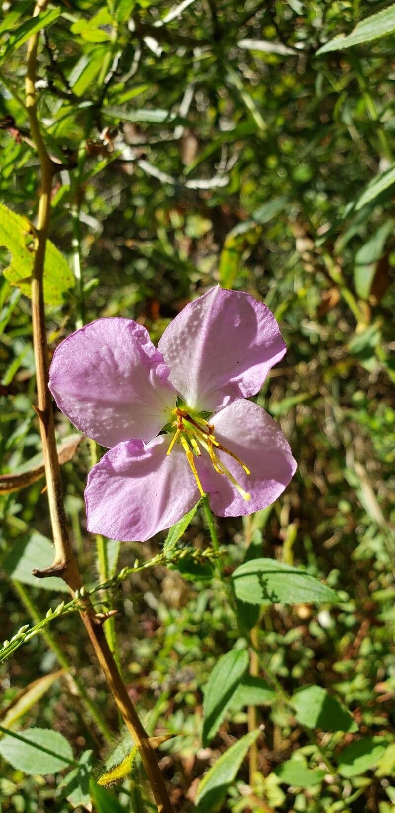 Rhexia mariana