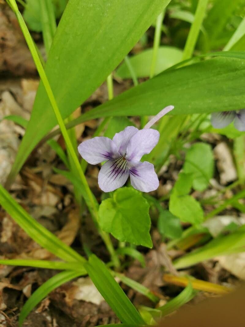 Viola rostrata