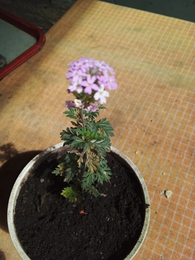 Verbena gooddingii