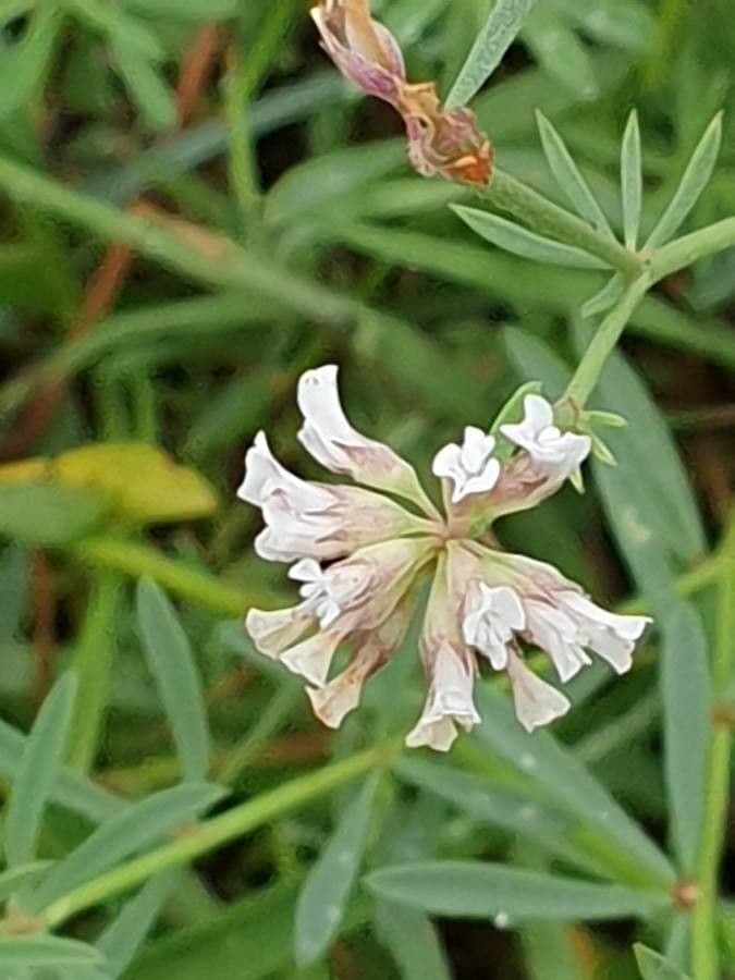 Lotus dorycnium