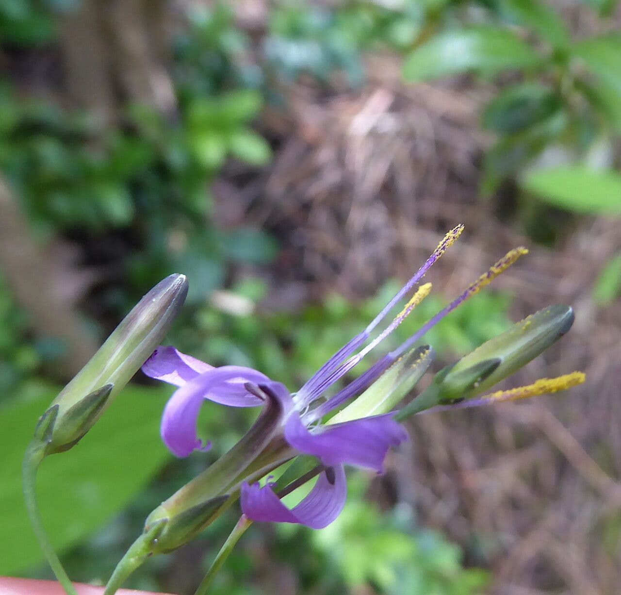 Prenanthes purpurea