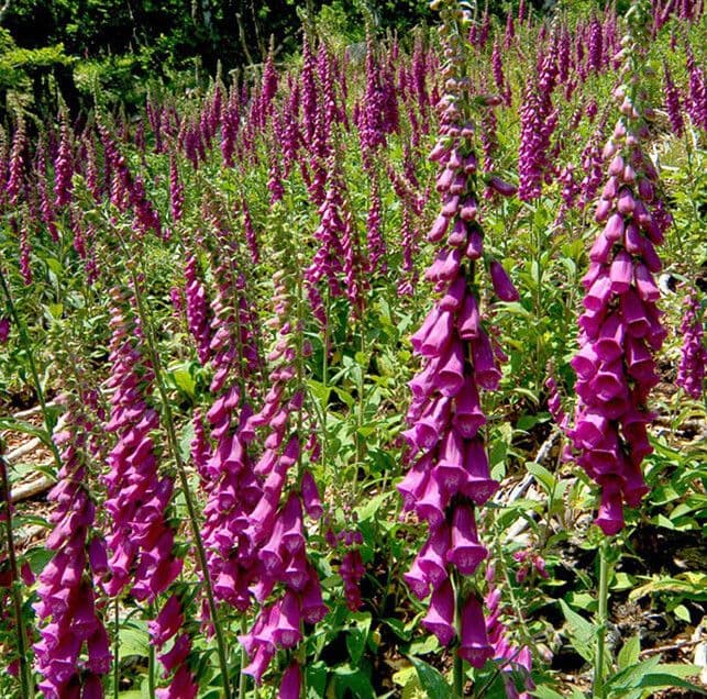 Digitalis purpurea