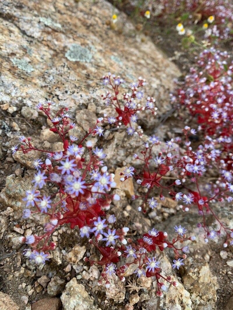 Sedum caeruleum