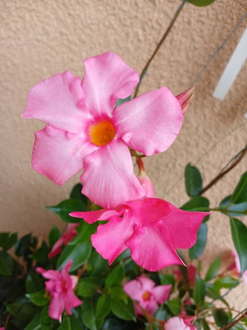 Mandevilla laxa