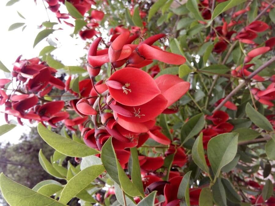 Erythrina crista-galli