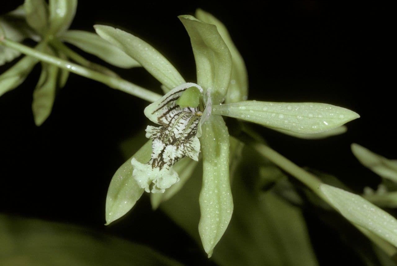 Coelogyne pandurata