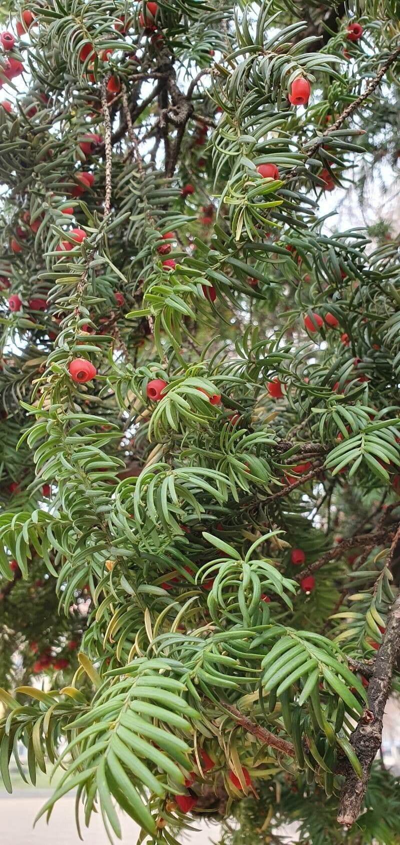 How To Grow Taxus cuspidata | EarthOne