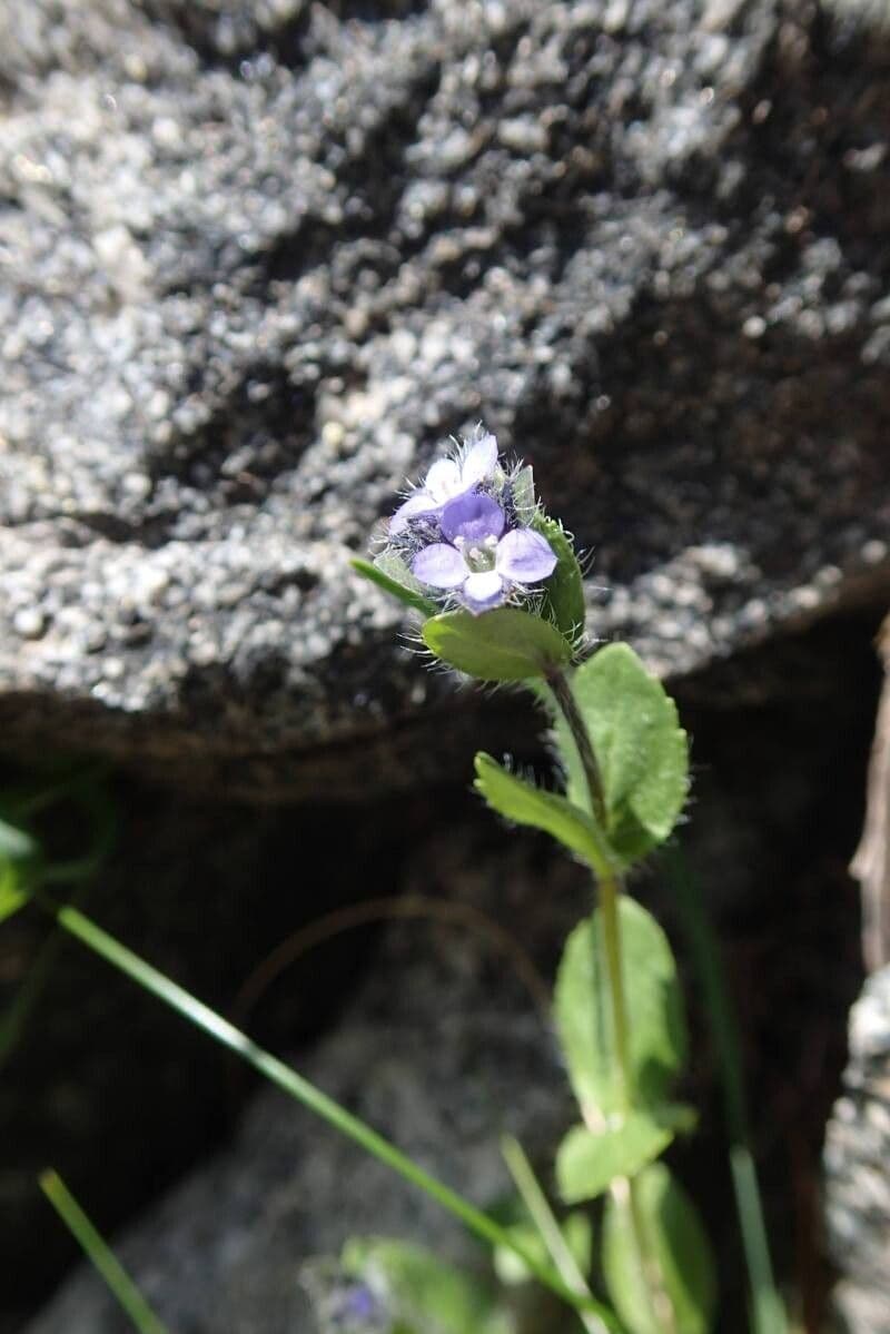 Veronica alpina