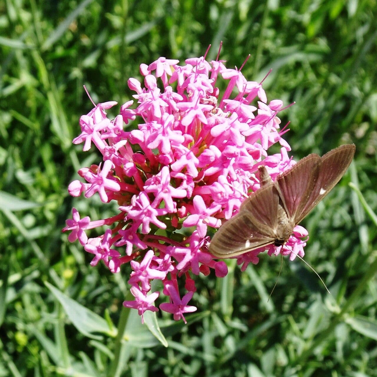 Valeriana lecoqii