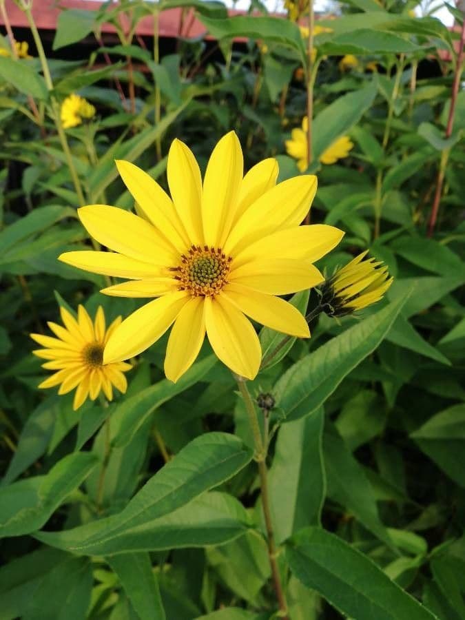 Helianthus tuberosus