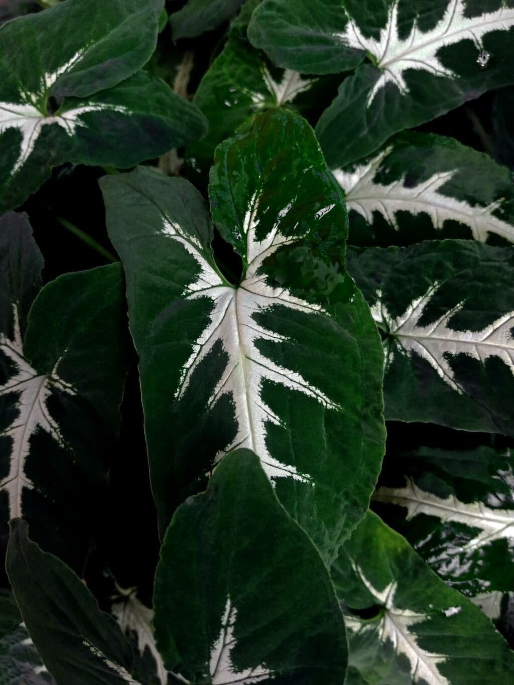 Syngonium wendlandii