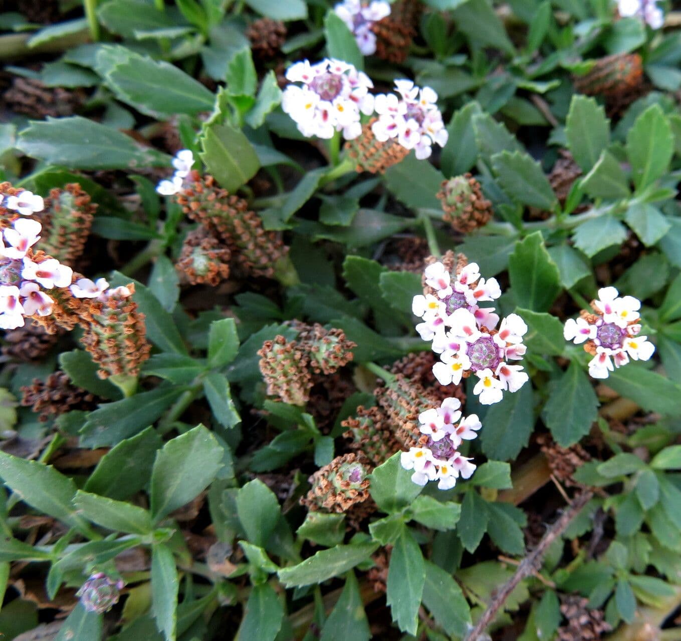 Phyla nodiflora