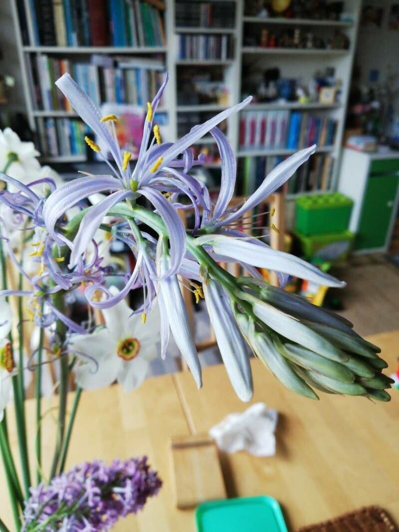 Camassia cusickii
