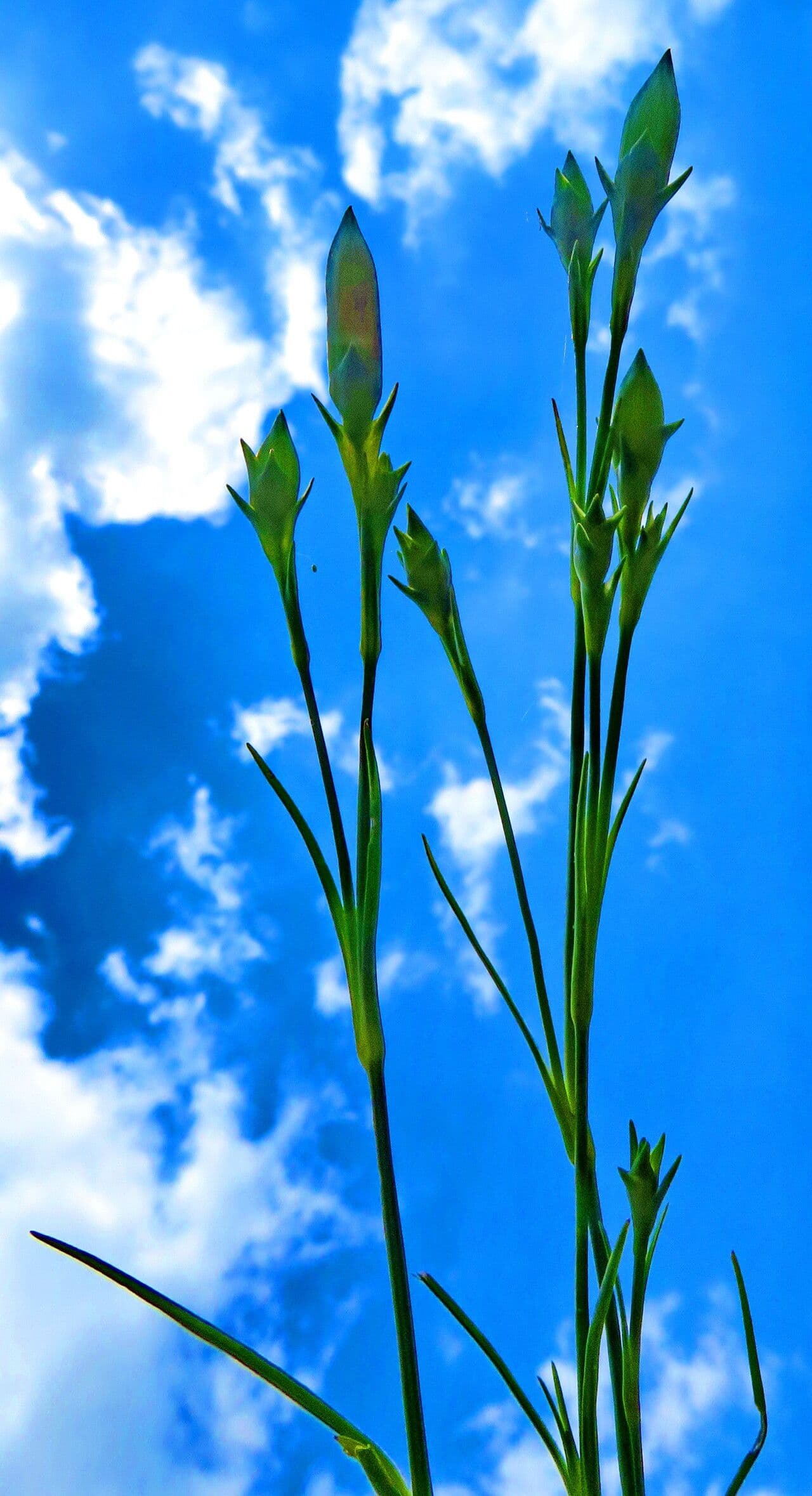 Dianthus seguieri