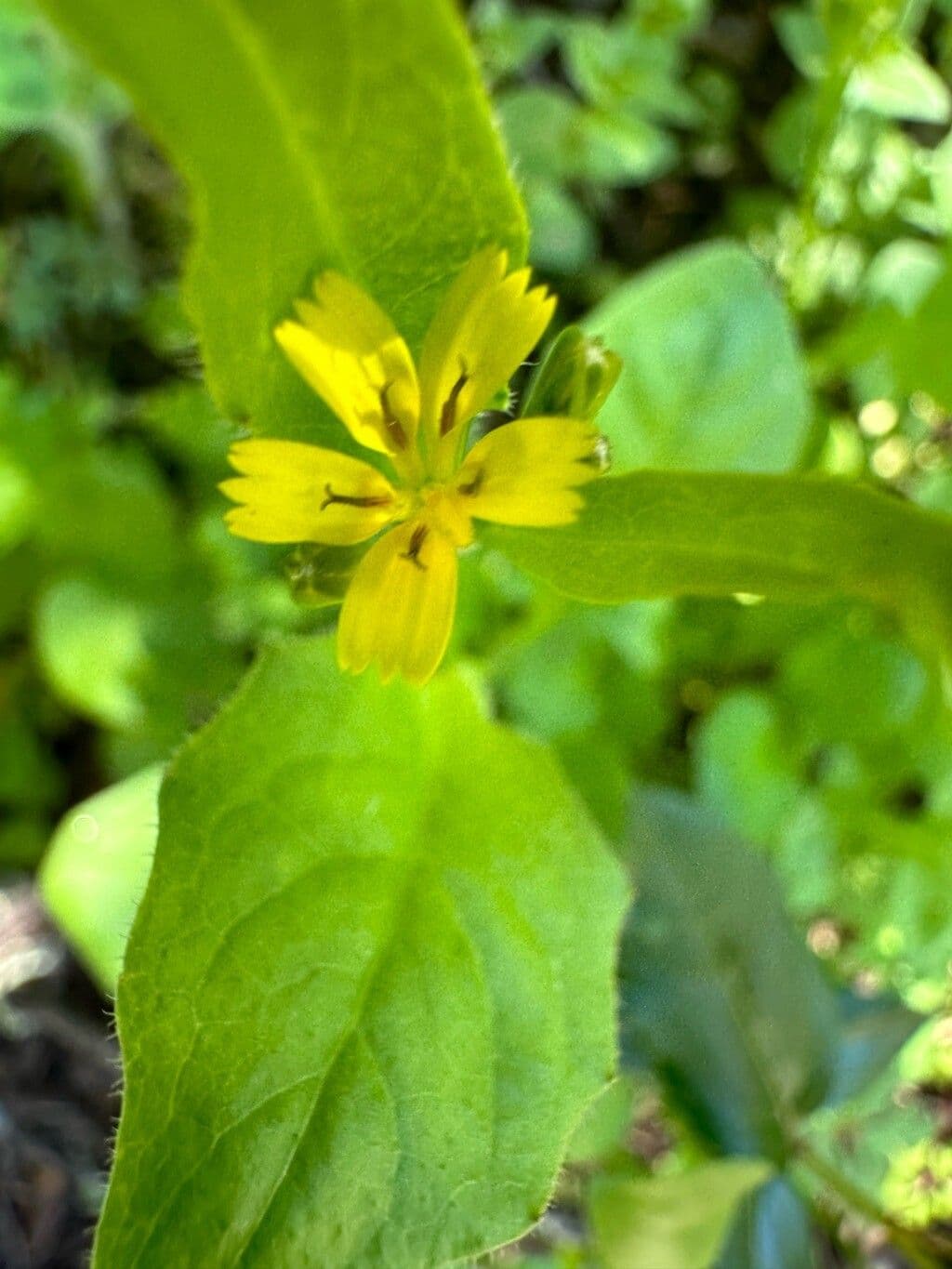 Rhagadiolus edulis