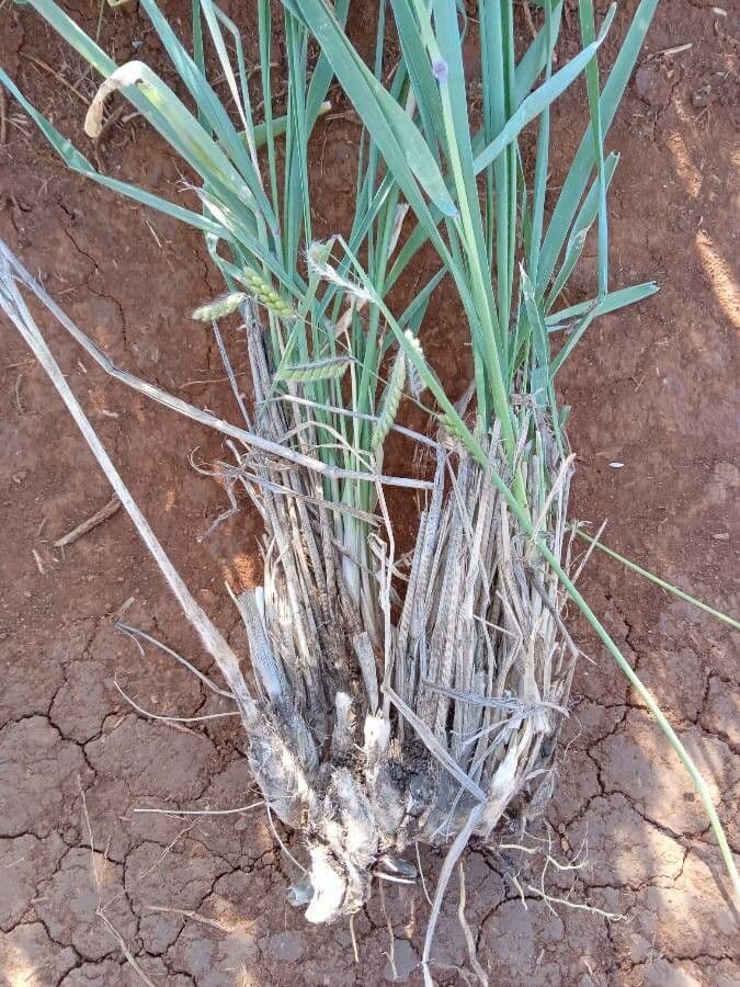 Urochloa lachnantha