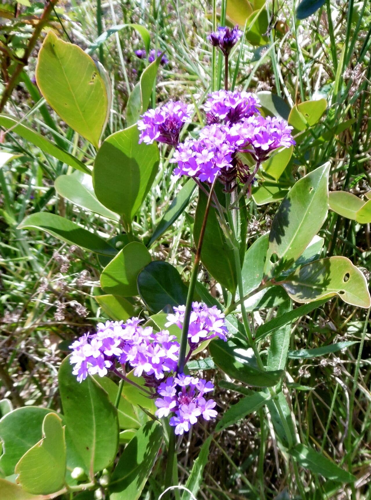 Verbena rigida