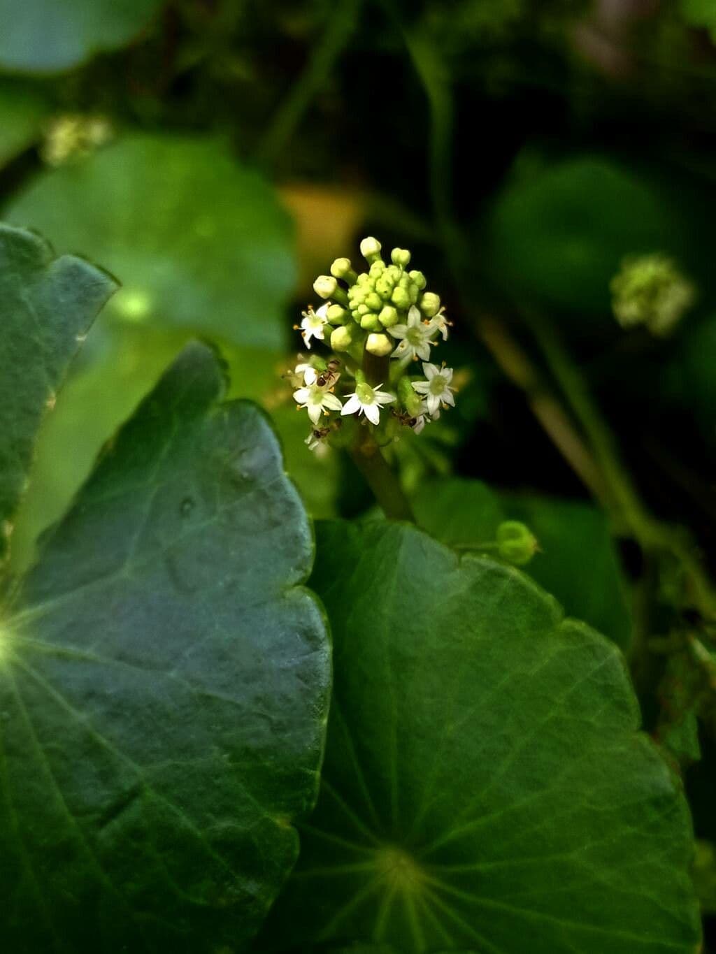 Hydrocotyle umbellata