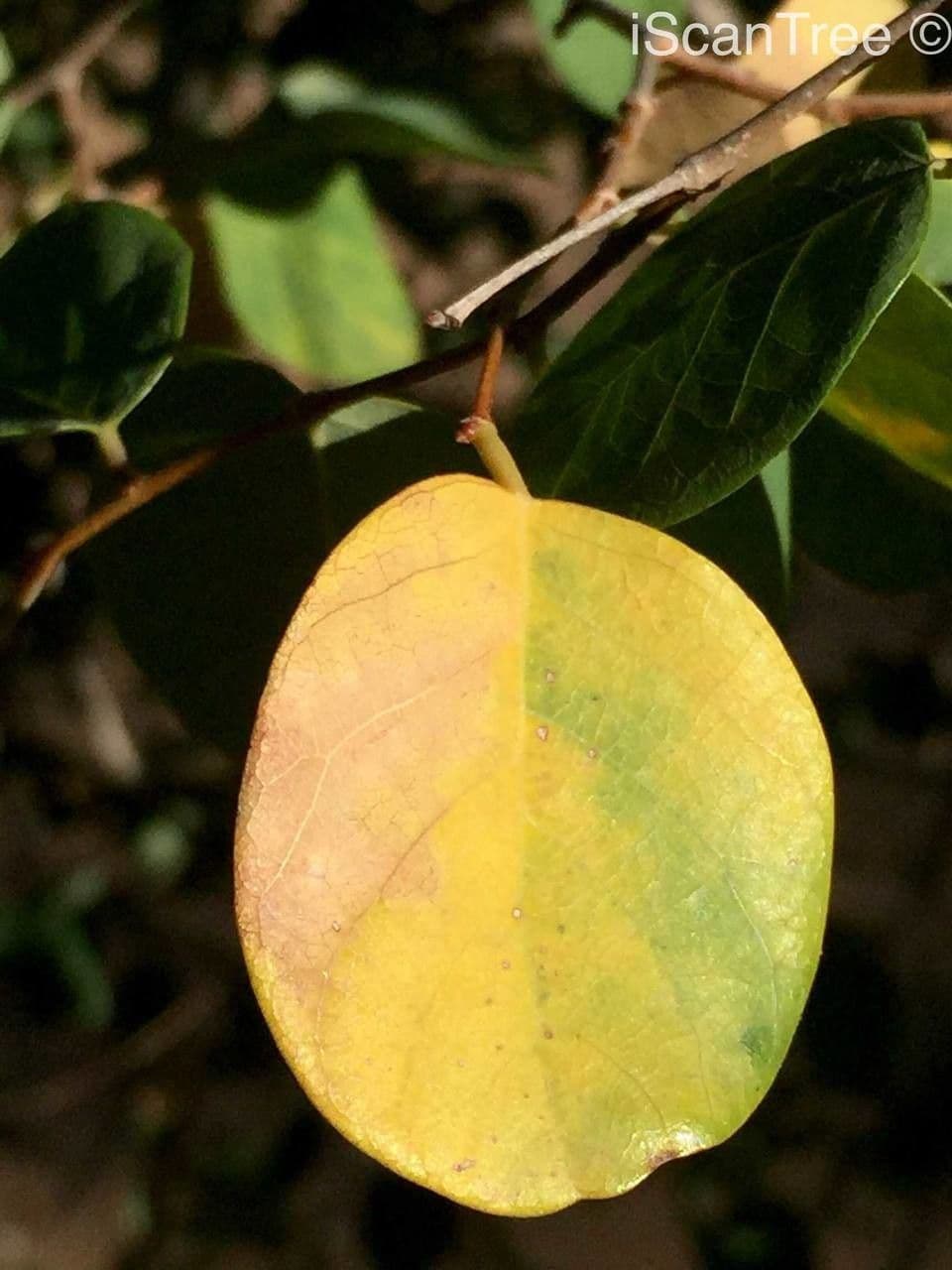 Pseudolachnostylis maprouneifolia