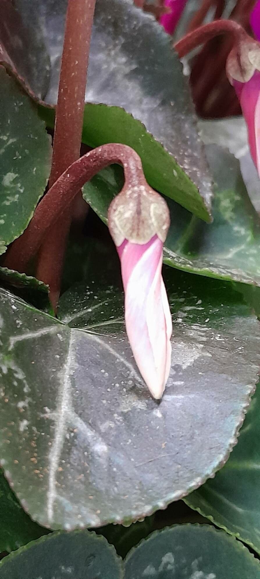 Cyclamen persicum