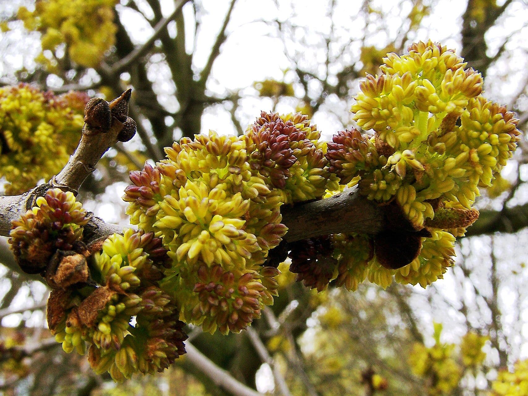 Fraxinus latifolia