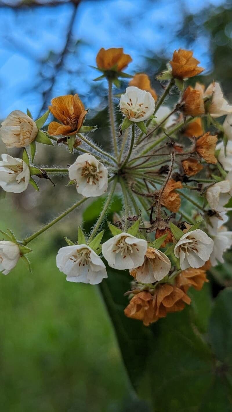 Dombeya pilosa