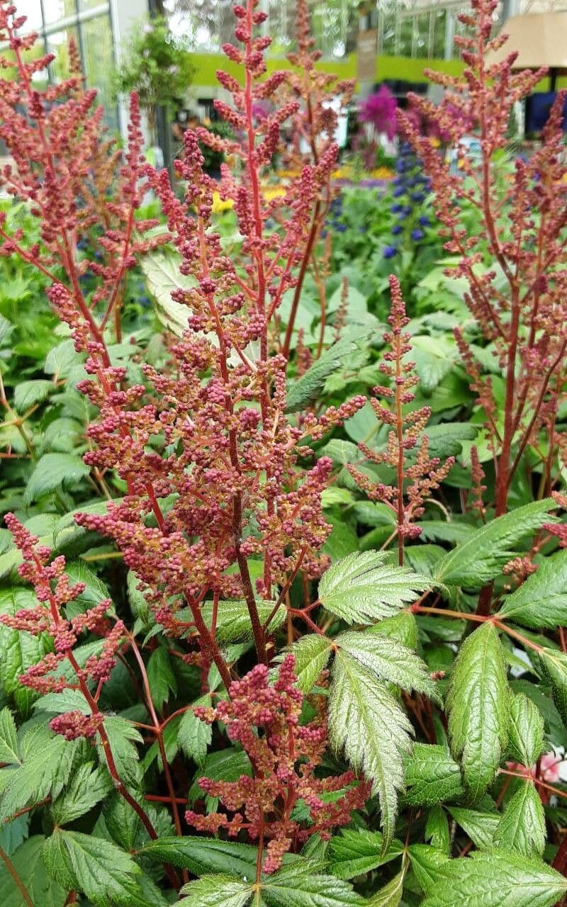 Astilbe rubra