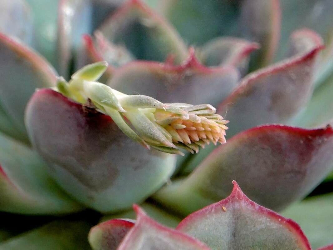 Echeveria pulidonis