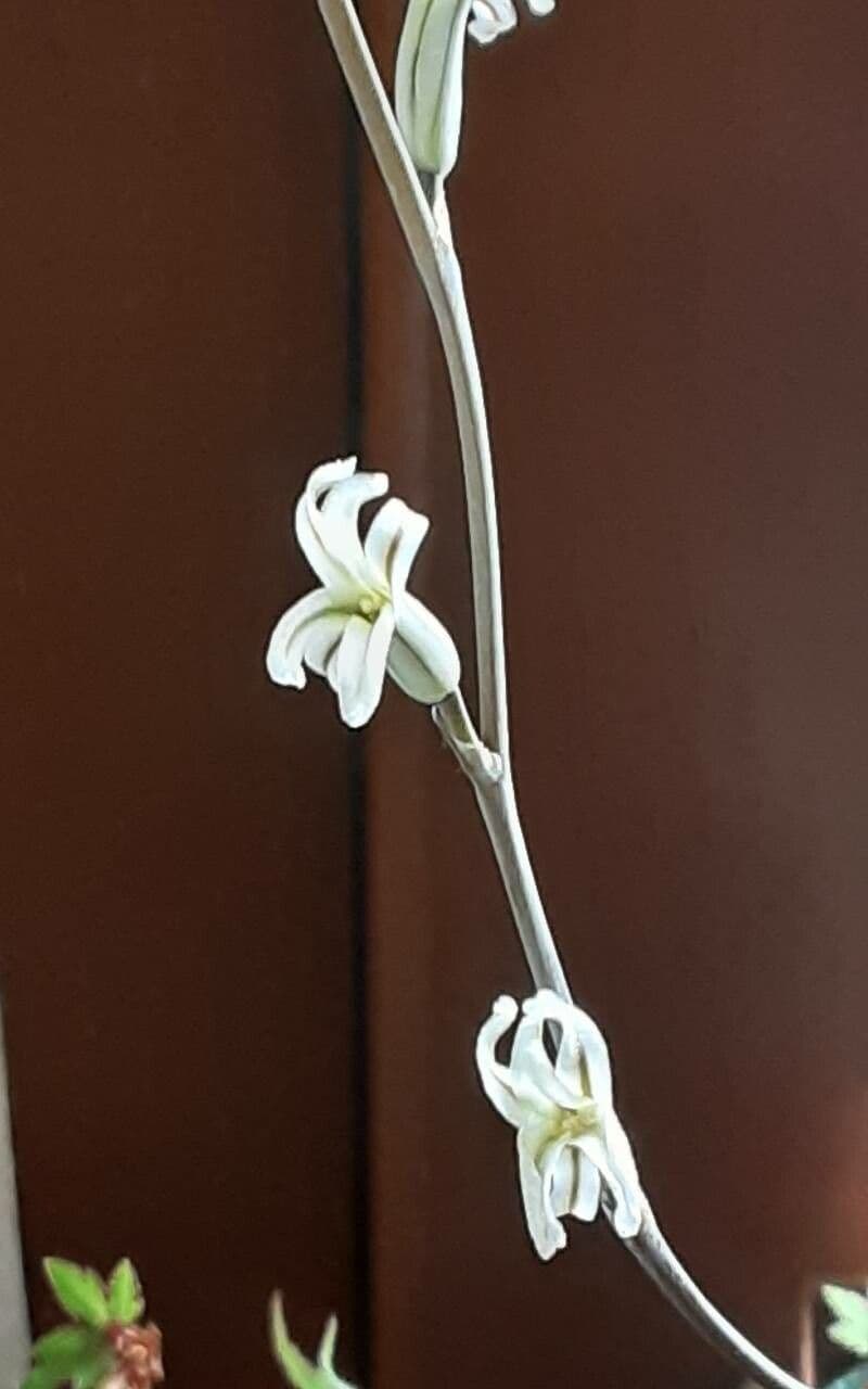 Haworthia truncata