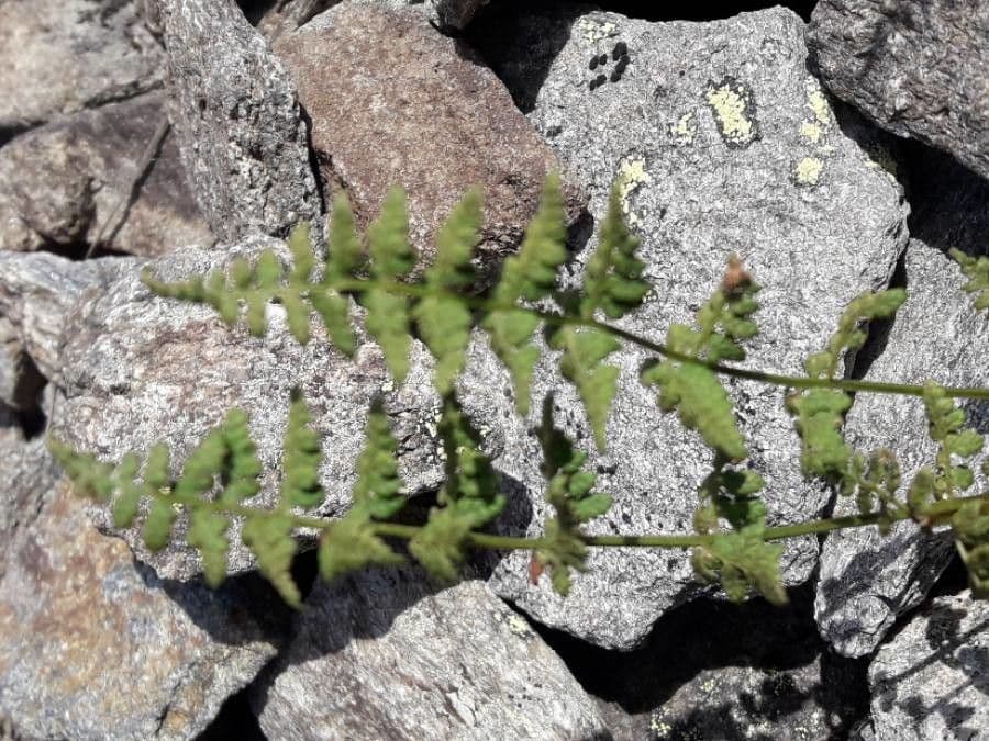 Woodsia alpina