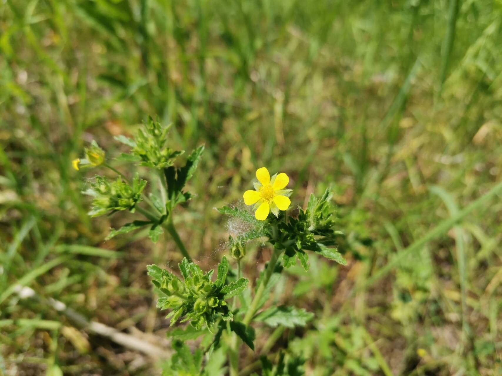 Potentilla intermedia