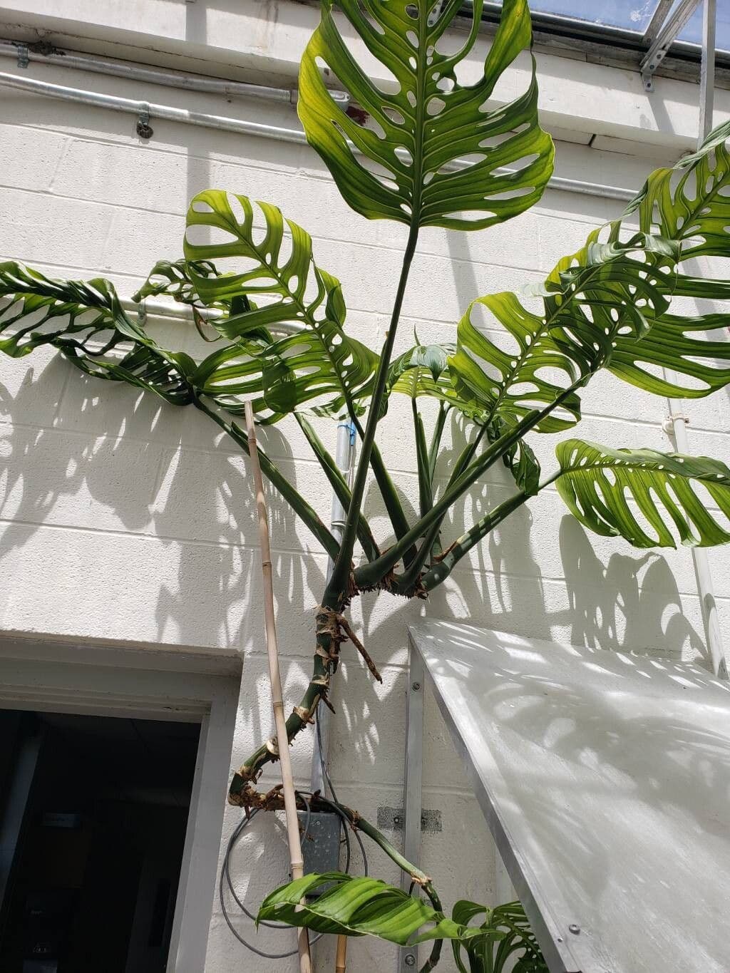 Monstera epipremnoides