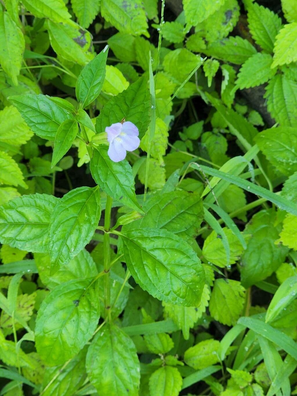 Mimulus alatus
