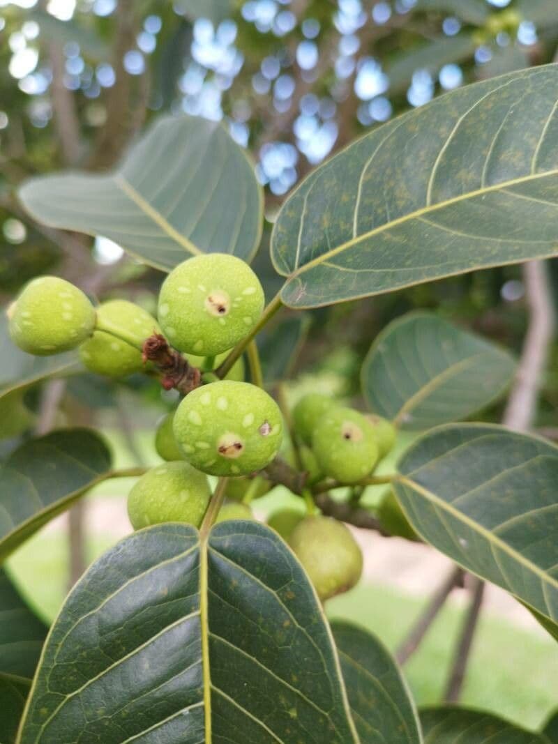 Ficus luschnathiana